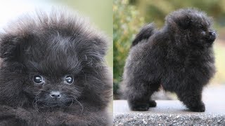 Picking up my NEW POMERANIAN PUPPY  Meet Treacle my black Pomeranian [upl. by Aran]