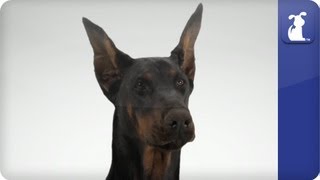 Doglopedia  Doberman Pinscher [upl. by Ayeka306]