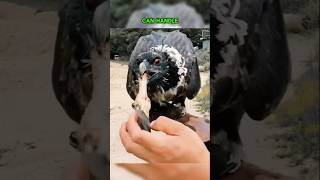 Will This Eagle Really Swallow THAT 😱🦅 shorts short viralvideo [upl. by Hasan]