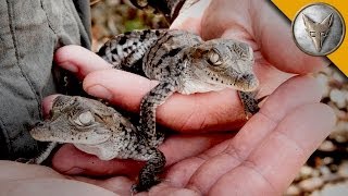 A Nest FULL of Baby Crocodiles [upl. by Saideman]