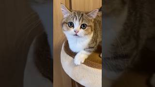 Meow meow billi kartilove shorts comedy funnyvideo cat catvideo catlover [upl. by Naitsirhk]