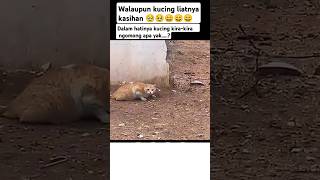 Mana udah ngintai ber jam jam pula  funnyvideo kucing [upl. by Atterahs396]