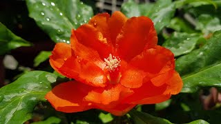 Pereskia Bleo  Orange Flowers Cactus Family [upl. by Inor]