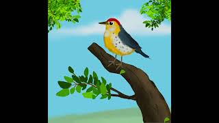 Prothonotary warbler bird illustration Shorts [upl. by Efram294]