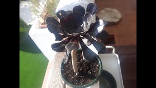 🌱 Cómo REPRODUCIR Planta Suculenta Rosa Negra Mediante ESQUEJES 🌱 Aeonium [upl. by Feigin]