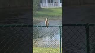 Redshouldered hawk [upl. by Nospmoht]