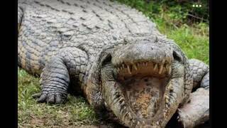 The worlds oldest living crocodile Henry is 123 years old It has 10000 babies and weighs 700 kg [upl. by Fontes]