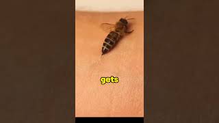 Why HoneyBee Dies ytshorts youtube youtubeshorts [upl. by Fairlie]