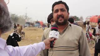 5beetal amratsari rajnpuri bakri k baby for sale mandi shah pur ma and interview saler episode5 [upl. by Anaher493]