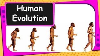 Biology  Human Evolution  Heredity and Evolution  Part 13  English [upl. by Heringer727]