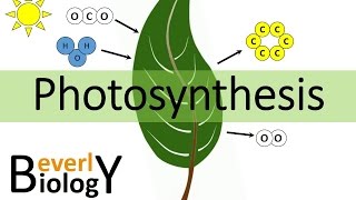 Photosynthesis [upl. by Bil]