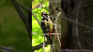 IvoryBilled Woodpecker [upl. by Aicyle]