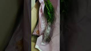 Couirer unboxing ferns green indoorplants [upl. by Ellmyer]