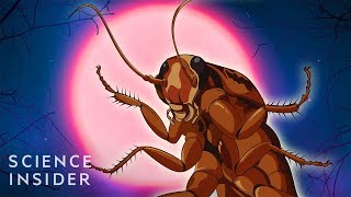 Why Cockroaches Are So Hard To Kill [upl. by Marrin]