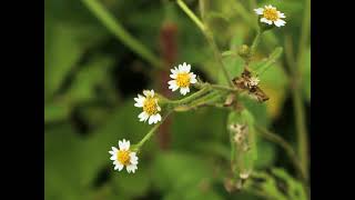 Herbier Numérique Galinsoge à petites fleurs  Galinsoga parviflora [upl. by Kizzee]