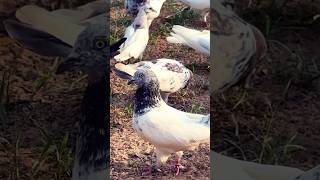 My pigeon 🕊️😎trending pigeonmastishortvideo share reels [upl. by Melisande367]