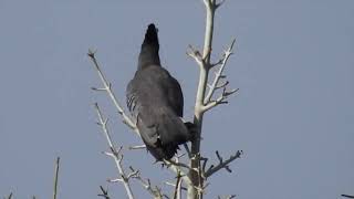 エボシドリの仲間たち TURACOS amp GO AWAY BIRDS [upl. by Alicec]