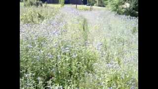 Phacelia  bee forage for pollen and nectar in a patch of phacelia [upl. by Evilc410]