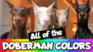 All the Doberman Colors That Exist [upl. by Surtimed486]