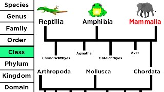 Phylogeny and the Tree of Life [upl. by Ylac551]