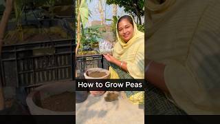 How to Grow Fresh Peas in Just 50 Days  Tips for Beginners to Grow Peas in Any Space peas organic [upl. by Cash946]