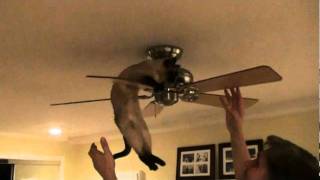 Crazy Tonkinese Cat Tricks [upl. by Kiryt]