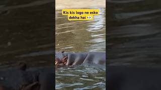 kis kis logo ne esko dekha hai guys bhojpuri song chunavlogs07 animalshorts shortsfeed [upl. by Treblihp]