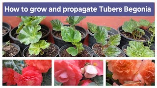 How to grow and propagate Tubers Begonia [upl. by Ignatz]