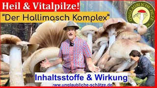 Heil amp Vitalpilze  der Hallimasch Komplex Anwendung amp Wirkung  Euer Apotheker erklärt Okt 2023 [upl. by Ariamo109]