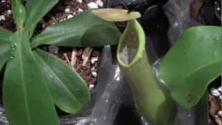 Insect Eating Plant  Exciting Kid Science [upl. by Anilasor447]