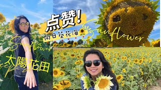 向日葵网红打卡地介紹Sunflower Fields on Markham ✅The Sunflower Farm✅ 加拿大生活 ＃多伦多生活 多倫多旅遊 ＃向日葵花海 周末好去處 向日葵 [upl. by Eelarual571]