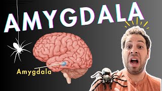 The Amygdala and Fear Conditioning [upl. by Pansie]