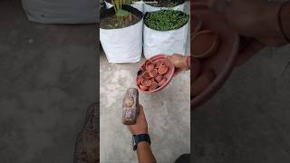 Diwali diya reuse ideas  How to reuse old diyas in gardening [upl. by Neellek]