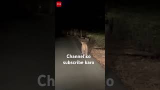 Mumbai Arya colony leopard in roadshortsyoutube [upl. by Sibby106]