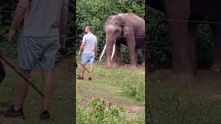 Udawalawe National Park srilanka travel youtubeshorts travlevlogs shorts2 [upl. by Ahtelat761]