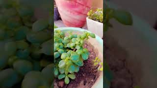 Crassula plant ☘️ kuber plant ☘️ gardening plants succulents garden luckyplants youtubeshorts [upl. by Acinoj]