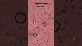 Net movement Vs Brownian Motion [upl. by Fong]