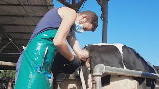 Watch how artificial insemination is done in cows [upl. by Dewey]