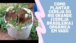 Dicas de Cultivo e Propagação da Cereja Rio Grande [upl. by Aryaz7]