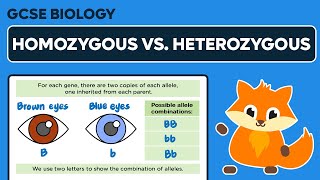 Homozygous vs Heterozygous  GCSE Biology [upl. by Rafa]