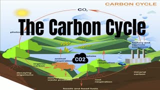 The Carbon Cycle Process [upl. by Ahsinahs]