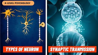 Neurons amp Synaptic Transmission  Excitation amp Inhibition  Biopsychology [upl. by Notsirk862]