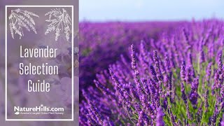 Lavender Selection Guide How to Choose Which Lavender to Plant  NatureHillscom [upl. by Hepzi]