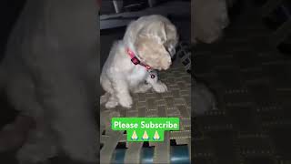 Beautiful Small Dog Breed American Cocker Spaniel shorts trending dog doglover viralvideo dogs [upl. by Razatlab]