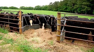 Fence Line Feeder [upl. by Janik]