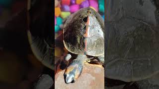 Turtle 🐢 ne ajj apna pura gradn dikal ye bhut shubh hota hai turtle petsvloganimalsinmyhousemeetm [upl. by Ymmik611]