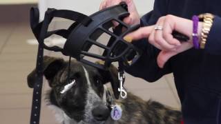 How to Acclimate Your Dog to a Muzzle [upl. by Pauletta]