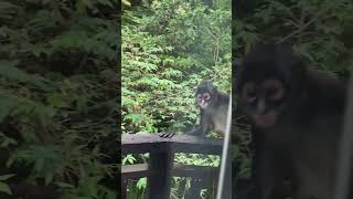 Wildlife Adventure at Sandos Caracol Hotel in Mexico travel wildlife holiday monkey [upl. by Kreda813]