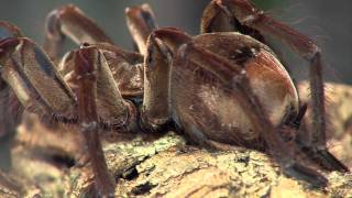 Goliath Tarantula  Cincinnati Zoo [upl. by Suivatra]