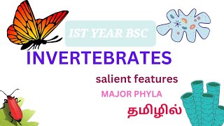 invertebrates in tamil bsc zoology 1st year invertebrates classification introductionmajor Phylum [upl. by Kerred]